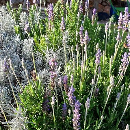 Вилла Mary'S Garden Tulisevica Экстерьер фото