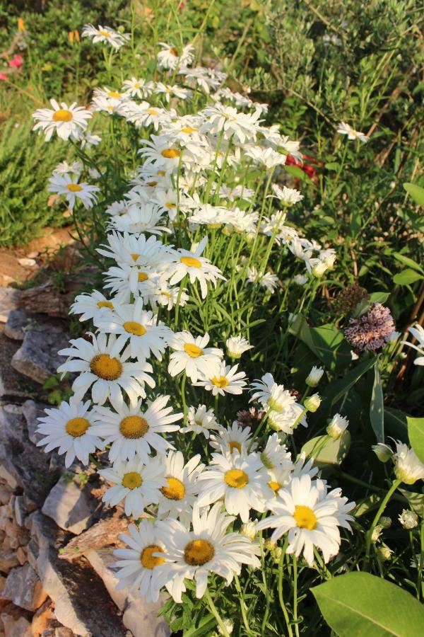 Вилла Mary'S Garden Tulisevica Экстерьер фото